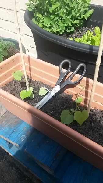 The 2015 Allotment / Veg Patch Thread Part 2