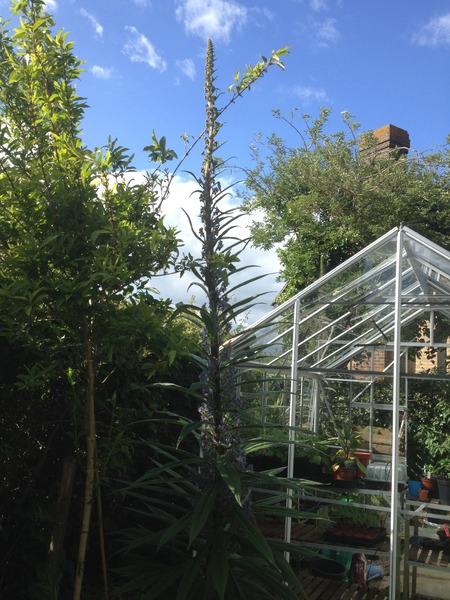 Rough winds do shake the darling buds of May: Alternative potting shed thread