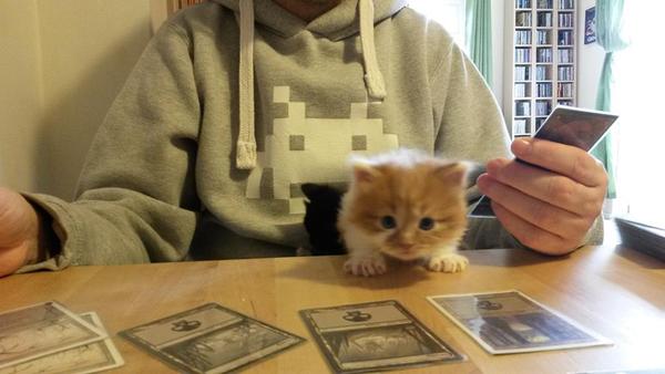 to wonder what's with all the vicious cat threads this week?