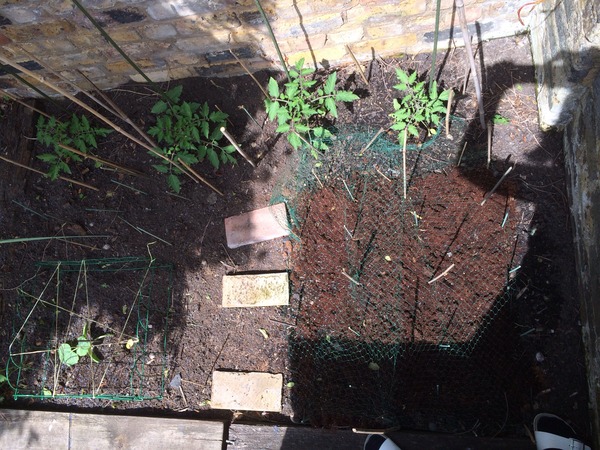 The 2015 Allotment / Veg Patch Thread Part 2
