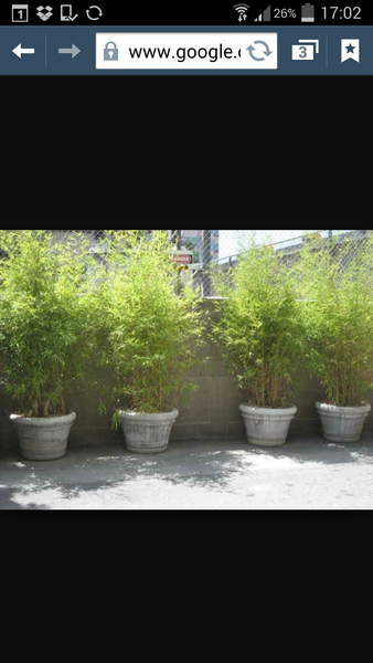 bamboo?