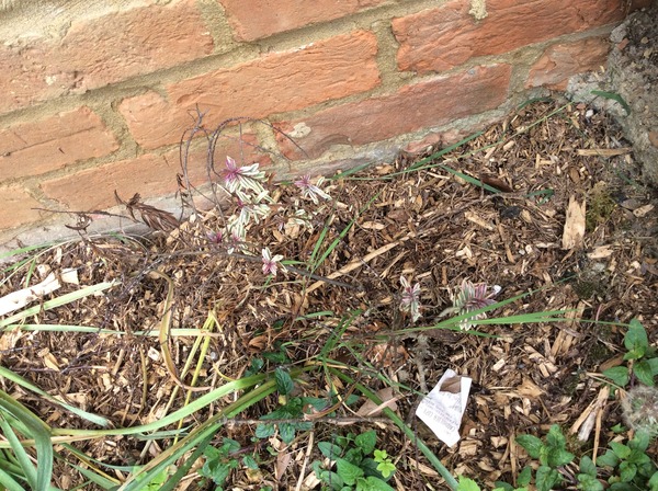 Rough winds do shake the darling buds of May: Alternative potting shed thread