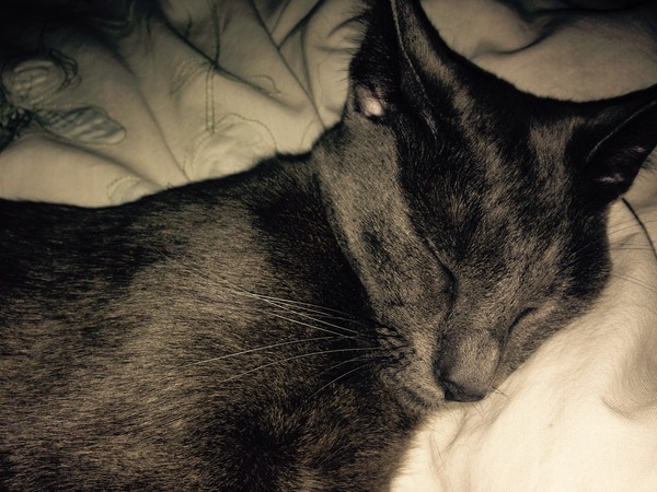 New Rescue Cat