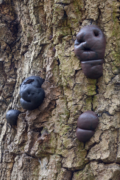 What the bloody hell is this creature in my outhouse?? [pic]
