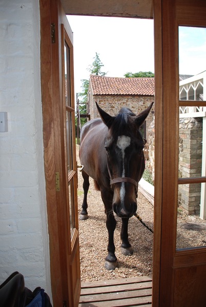 Do you prefer keeping your horses at home, or on a yard?