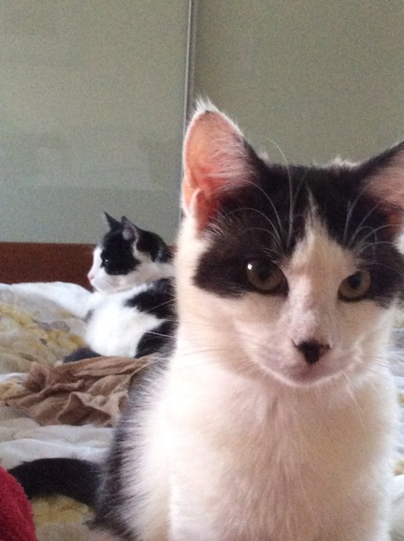 We may be rude, some call us crude, but noone can deny, when times get tough or you're feeling rough, on the Viroids you can rely.Among the laughs this bunch of dafts will pick you up each time -JS 48