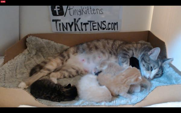 Live web cam of tiny kittens.