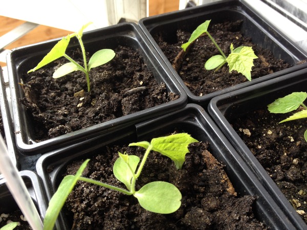 The 2015 Allotment / Veg Patch Thread Part 2