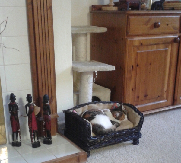 I'm considering getting a cat - what are all the downsides?