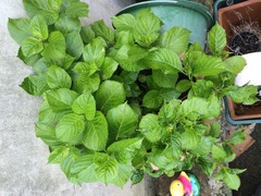 My hydrangea is crumpled!