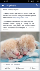 Live web cam of tiny kittens.
