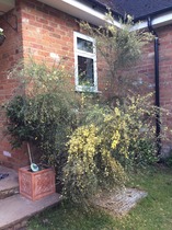 Rough winds do shake the darling buds of May: Alternative potting shed thread