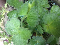 Name this plant