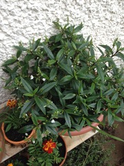 Rough winds do shake the darling buds of May: Alternative potting shed thread