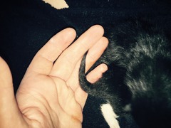 Newborn kitten with very stumpy tail