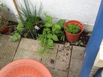 Next door neighbours raspberry brambles are constantly popping up in our border.