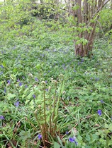 "In the spring, at the end of the day, you should smell like dirt."  This month's discussion in the potting shed.