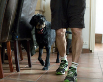 Want to play "Guess the crossbreed"?