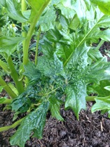 Help! What is this plant?