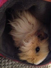 Introducing new pig to others.