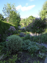 Rough winds do shake the darling buds of May: Alternative potting shed thread