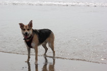 Want to play "Guess the crossbreed"?