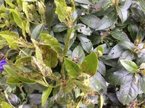What is this plant and what is wrong with it?