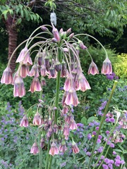 Rough winds do shake the darling buds of May: Alternative potting shed thread