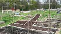 The 2015 Allotment / Veg Patch Thread Part 2