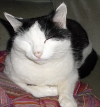 to wonder what's with all the vicious cat threads this week?