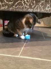 My lovely new cat!