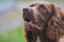Copper comes to stay