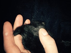 Newborn kitten with very stumpy tail