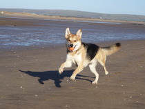 Want to play "Guess the crossbreed"?