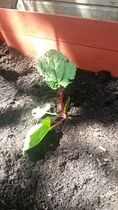 The 2015 Allotment / Veg Patch Thread Part 2
