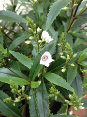 Rough winds do shake the darling buds of May: Alternative potting shed thread