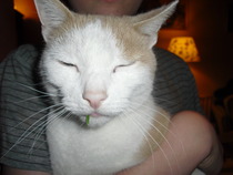 to wonder what's with all the vicious cat threads this week?