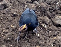The 2015 Allotment / Veg Patch Thread Part 2