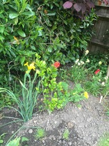 Rough winds do shake the darling buds of May: Alternative potting shed thread