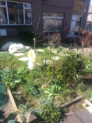 The 2015 Allotment / Veg Patch Thread Part 2