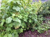 The 2015 Allotment / Veg Patch Thread Part 2