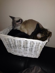 Tell me about Siamese cats. I'm fantasising about getting one.