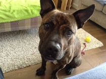 Sspca or Dogs Trust?
