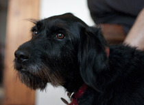 Want to play "Guess the crossbreed"?