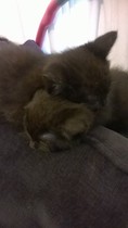I have new furry babies!! (cute photos included)