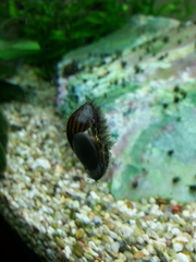 Please can you help with my algae issues.