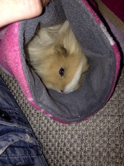 Introducing new pig to others.