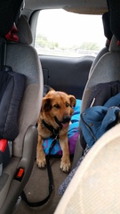 What sort of dog?