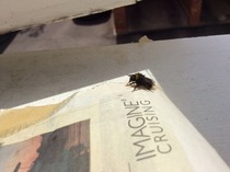 Aibu to be proud i remembered mn advice and feed a hungry bee