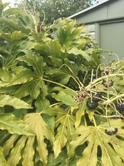 Persistent yellow leaf problem